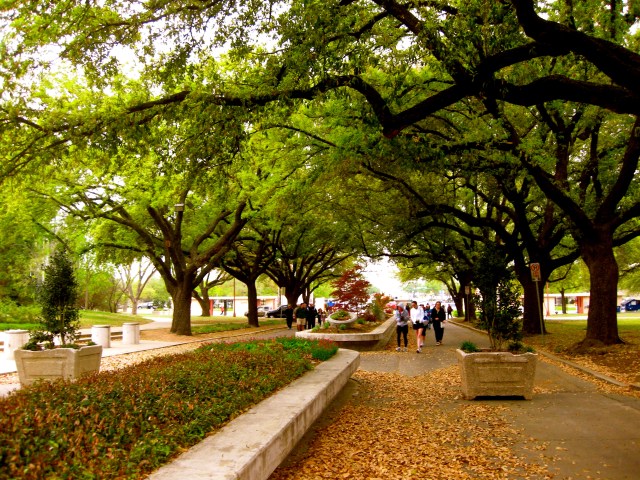 Love the tree lined streets of the south.