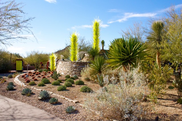 Desert Botanical Gardens