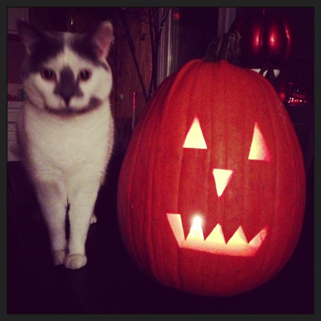 Elf sat like this all on his own!  Best cat ever!