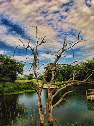 This view of the lake was gorgeous. All kinds of trees stood out of the water. It was a lake of trees.